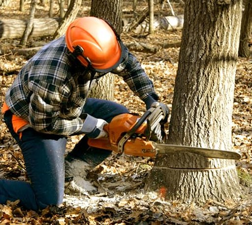 Tree Removal in Needham, AL
